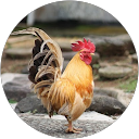 Dedi Firmansyah profile picture